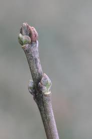 Attēlu rezultāti vaicājumam “Trollius europaeus bud”