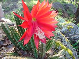 Image result for Cactaceae