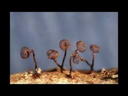 Attēlu rezultāti vaicājumam “Cribraria cancellata macro”