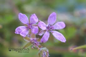Attēlu rezultāti vaicājumam “Erodium cicutarium”