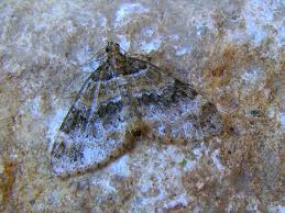 Attēlu rezultāti vaicājumam “Perizoma bifaciata”