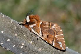 Attēlu rezultāti vaicājumam “Endromidae”