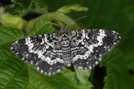 Attēlu rezultāti vaicājumam “Epirrhoe”