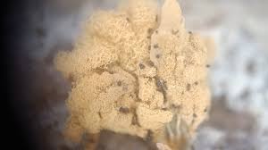 Attēlu rezultāti vaicājumam “Heterotrichia oerstedii (syn. Arcyria oerstedii) spores”