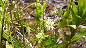 Attēlu rezultāti vaicājumam “Stellaria uliginosa”