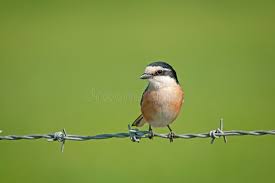 Image result for Lanius nubicus