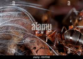 Attēlu rezultāti vaicājumam “Formica rufa pupa”