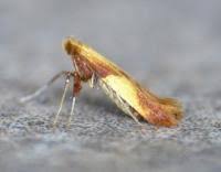 Attēlu rezultāti vaicājumam “Caloptilia alchimiella”