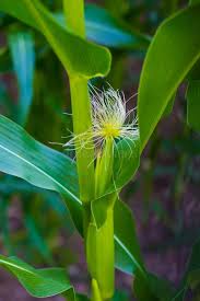 Attēlu rezultāti vaicājumam “Zea mays female flower”