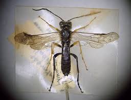 Attēlu rezultāti vaicājumam “Tenthredo mandibularis larva”