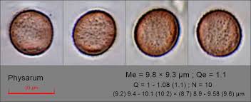 Attēlu rezultāti vaicājumam “Physarum leucopus plasmodium”