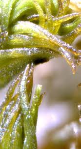 Attēlu rezultāti vaicājumam “Gymnostomum calcareum macro”