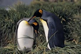 Image result for penguin