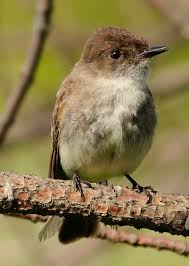 Image result for Sayornis phoebe