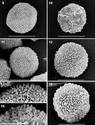 Attēlu rezultāti vaicājumam “Didymium annulisporum”