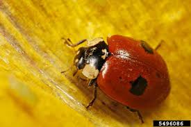 Attēlu rezultāti vaicājumam “Adalia bipunctata”