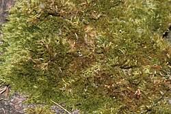 Attēlu rezultāti vaicājumam “Hypnum pallescens sporophyte”