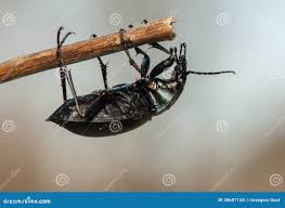 Attēlu rezultāti vaicājumam “Carabus glabratus”