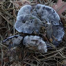 Attēlu rezultāti vaicājumam “Phellinus ferruginosus”