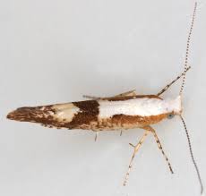 Attēlu rezultāti vaicājumam “Argyresthia pruniella”