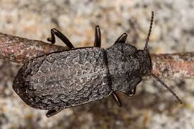 Attēlu rezultāti vaicājumam “Tenebrionidae”