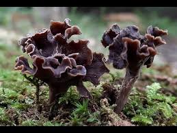 Attēlu rezultāti vaicājumam “Pseudocraterellus”