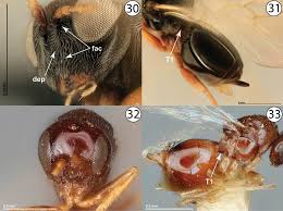 Attēlu rezultāti vaicājumam “Cynipidae”