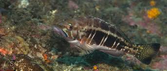 Image result for Serranus atricauda