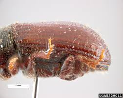 Attēlu rezultāti vaicājumam “Tomicus minor”