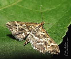 Attēlu rezultāti vaicājumam “Diasemia reticularis”