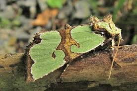 Attēlu rezultāti vaicājumam “Staurophora celsia”