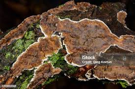 Attēlu rezultāti vaicājumam “Cylindrobasidium evolvens”