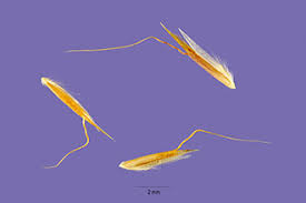 Attēlu rezultāti vaicājumam “Trisetum flavescens flower”