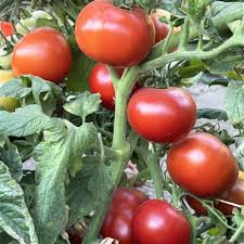 Afbeeldingsresultaat voor marizol purple tomato