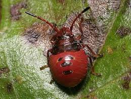 Attēlu rezultāti vaicājumam “Acanthosoma haemorrhoidale”