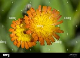 Image result for Hieracium aurantiacum