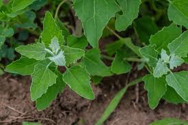 Attēlu rezultāti vaicājumam “Chenopodium album leaf”