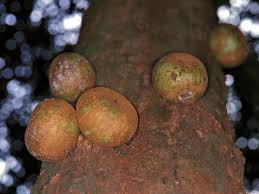 Attēlu rezultāti vaicājumam “Elymus caninus fruit”