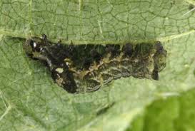 Attēlu rezultāti vaicājumam “Abrostola triplasia”