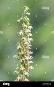 Attēlu rezultāti vaicājumam “Epipactis helleborine leaf”