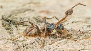 Attēlu rezultāti vaicājumam “Cordyceps”