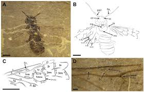 Attēlu rezultāti vaicājumam “Pamphiliidae”