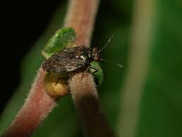 Attēlu rezultāti vaicājumam “Saldula saltatoria”