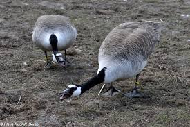 Attēlu rezultāti vaicājumam “Branta canadensis”