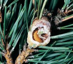 Attēlu rezultāti vaicājumam “Retinia resinella”