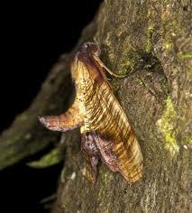 Attēlu rezultāti vaicājumam “Plagodis dolabraria”