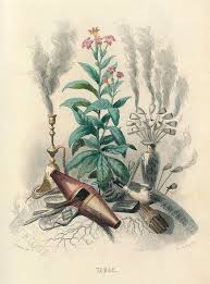 Attēlu rezultāti vaicājumam “Nicotiana tabacum flower”