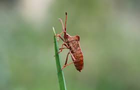 Attēlu rezultāti vaicājumam “Coreus marginatus imago”