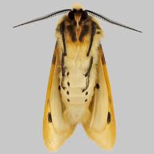 Attēlu rezultāti vaicājumam “Spilosoma lutea imago”