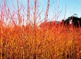 Attēlu rezultāti vaicājumam “Galega orientalis fruit”